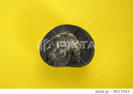 ヒマラヤ、カリガンダキ産のアンモナイト化石の写真素材 [9027693] - PIXTA