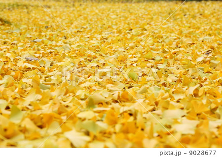 イチョウ 9028677