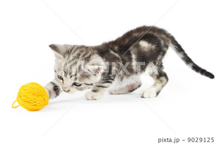 kitten playing 9029125