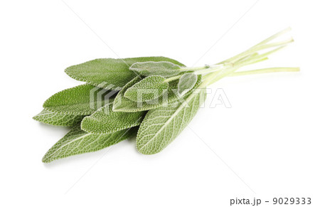 sage leaves sage leaves 9029333