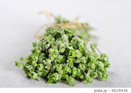 Bunch of blooming marjoram Bunch of blooming marjoram 9029426