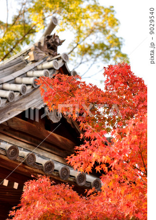 もみじの紅葉 9029540
