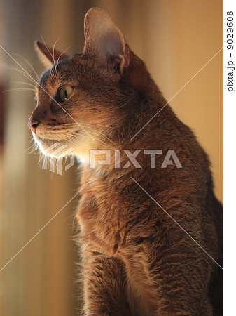 ペット　ネコ　アビシニアン　11302 9029608