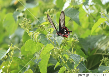 昆虫　吸蜜するベニモンアゲハ 9029613