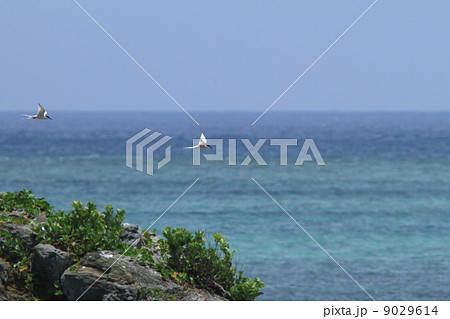 自然 鳥類 リーフとベニアジサシ 自然 鳥類 リーフとベニアジサシ 9029614