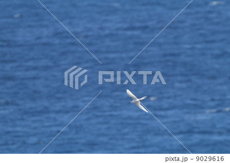 自然　鳥類　海上を飛行するエリグロアジサシ 9029616