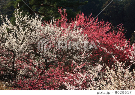 吉野梅郷 9029617