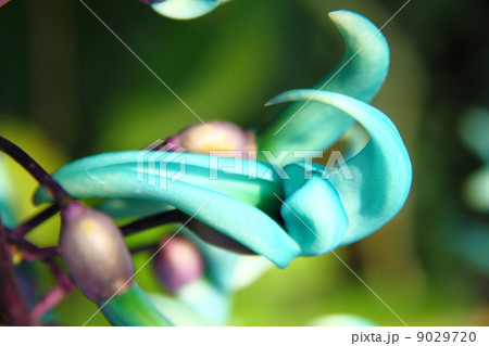 Jade Vine 9029720