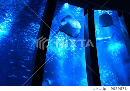 えい、エイ、八景島シーパラダイス、水族館 9029871