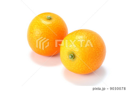 金柑 金柑 9030078