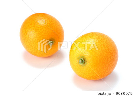 金柑 9030079