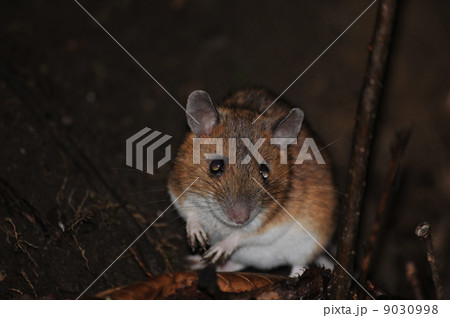 アカネズミ 9030998