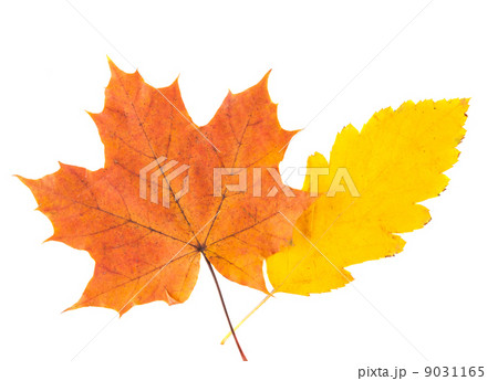autumn leaves isolated autumn leaves isolated 9031165