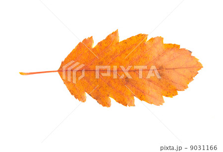 autumn leaves isolated autumn leaves isolated 9031166