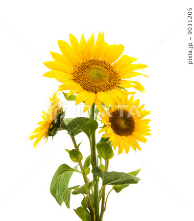 sunflower isolated 9031205
