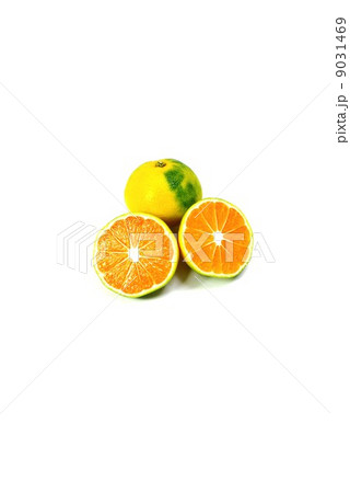 秋の味覚・色鮮やかな早生みかん2個・カットあり白バック縦位置 秋の味覚・色鮮やかな早生みかん2個・カットあり白バック縦位置 9031469