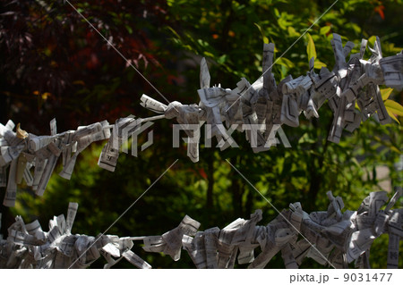 新緑に浮かぶ、おみくじ結び所 新緑に浮かぶ、おみくじ結び所 9031477