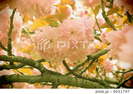 牡丹桜 牡丹桜 9031797