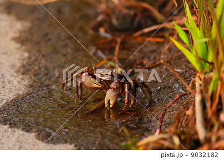 ベンケイガニ 9032182