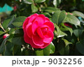 八重のツバキ 9032256