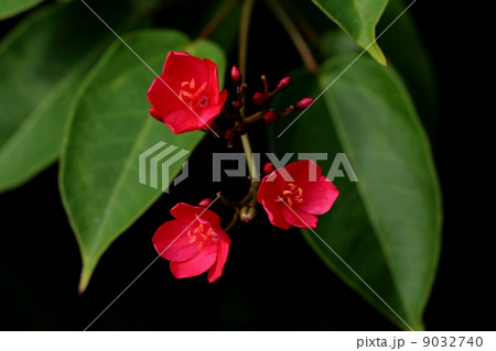 ナンヨウザクラ ナンヨウザクラ 9032740