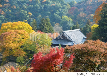 紅葉に埋もれた長谷寺 紅葉に埋もれた長谷寺 9032797