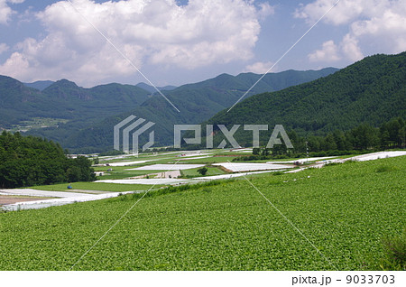 レタス畑(高原野菜/長野県) レタス畑(高原野菜/長野県) 9033703