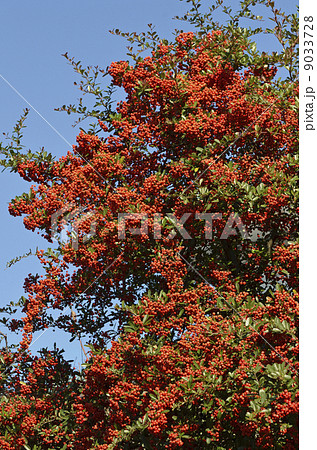 ピラカンサの実 ピラカンサの実 9033728