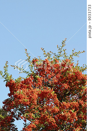 ピラカンサの実 9033733