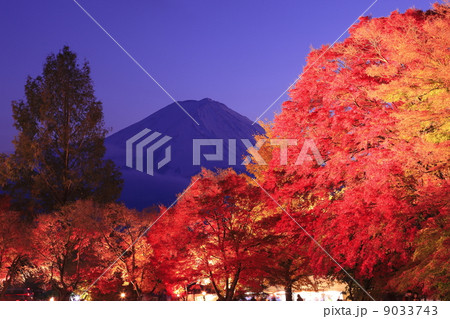 もみじ回廊と富士山 もみじ回廊と富士山 9033743