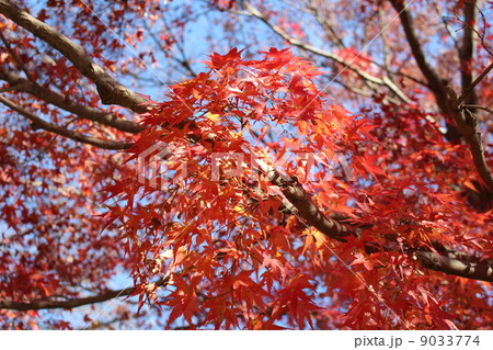 球状のもみじの葉 球状のもみじの葉 9033774