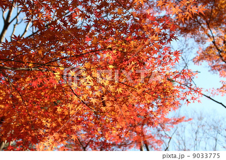 日が当たるモミジの葉 日が当たるモミジの葉 9033775