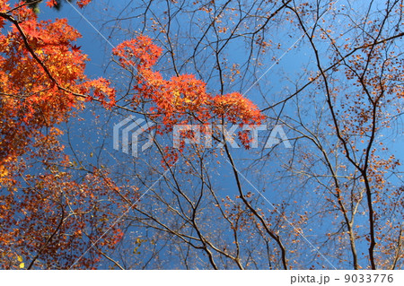 青空の後とモミジの赤のコントラスト 青空の後とモミジの赤のコントラスト 9033776