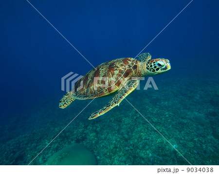 ウミガメ ウミガメ 9034038