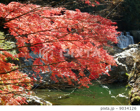 紅葉 高尾 紅葉 高尾 9034126