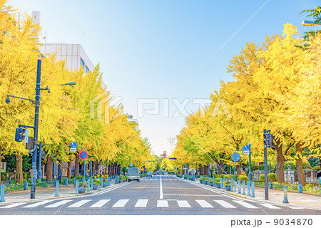 神奈川県庁前のイチョウ並木(横浜市中区) 神奈川県庁前のイチョウ並木(横浜市中区) 9034870