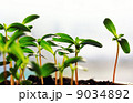 Sprouts in soil 9034892