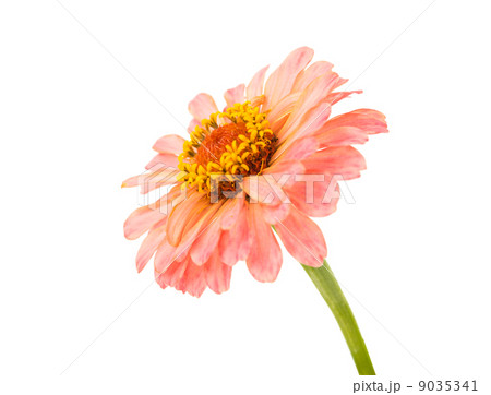 Isolated Zinnia Flower Isolated Zinnia Flower 9035341
