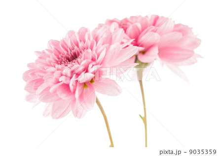 Beautiful  chrysanthemum flower 9035359
