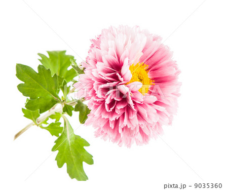 Beautiful chrysanthemum flower Beautiful chrysanthemum flower 9035360