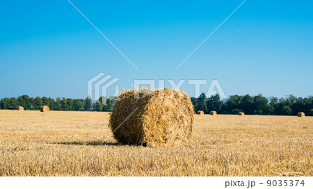 Hay bales 9035374