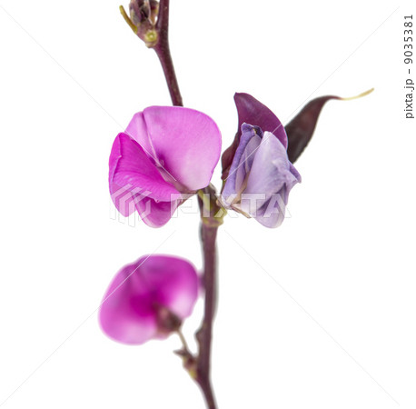 bean flower 9035381