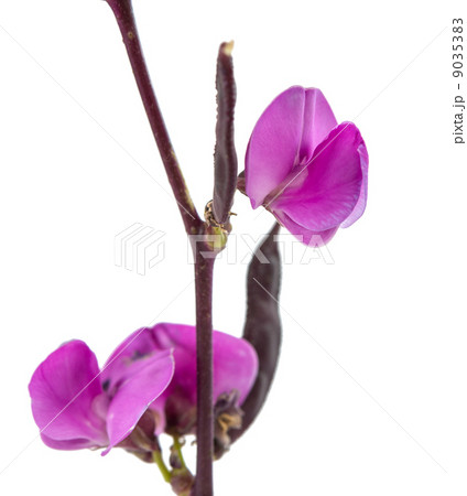 bean flower bean flower 9035383