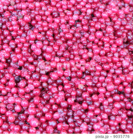 Lingonberries. 9035776