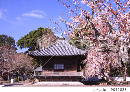 道成寺(和歌山) 護摩堂に咲く桜 道成寺(和歌山) 護摩堂に咲く桜 9035823