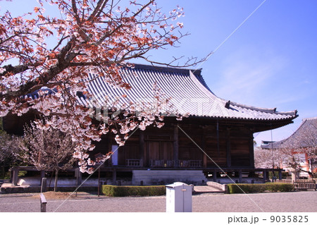 道成寺(和歌山) 本堂に咲く桜 道成寺(和歌山) 本堂に咲く桜 9035825