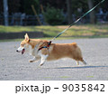 お散歩コーギー 9035842