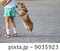 女の子に飛び掛るコーギー 9035923