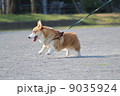 お散歩コーギー 9035924