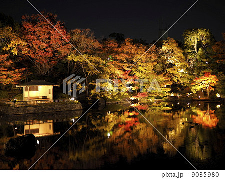 白鳥庭園紅葉ライトアップ 9035980